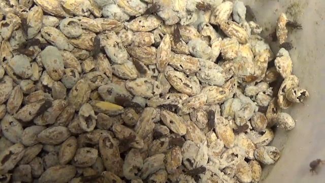 ЩО ЗА ЖУКИ ШКОДЯТ ЗЕРНУ? ЯКА ШКОДА? ЯК ПОЗБАВИТИСЯ ЖУКІВ? Greater Maize Weevils Sitophilus oryzae