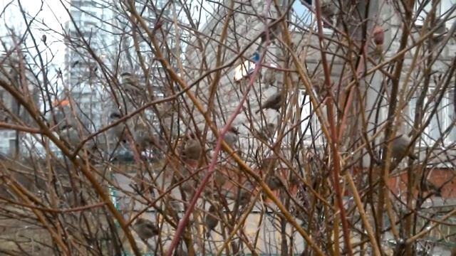 DEXP Ursus 9PV 3G test video смотреть онлайн