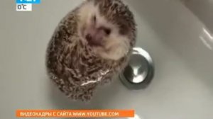 Купание ежика