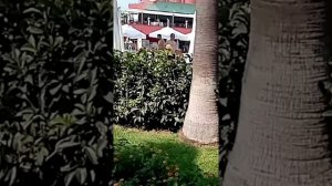 Delphin deluxe resort, Turker. 5 звёзд. Ультра все включено.