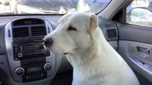 ИСТЕРИКА у алабая! ! Алабай Трейси, 10 месяцев. Хозяин  ушёл в магазин!