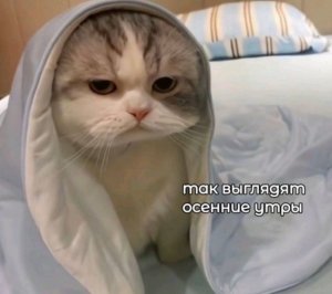 я проснулся ⏰️