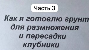 Выращивание клубники в горшках, в ящиках мой первый опыт. Часть 3. Размножение и пересадка.