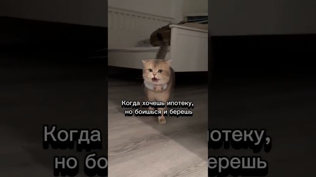 Напиши мне и я подберу и посчитаю тебе ипотеку. Не надо бояться - давай заселяться! смотреть онлайн