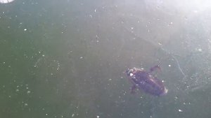 Жук-плавунец (зима)