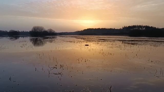 ОХОТА НА СЕЛЕЗНЯ С ПОДСАДНОЙ. НЕ УТРО А   СКАЗКА. ВЕСНА 2024г.#охотанаселезня#охотасподсадной