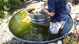 Putting a filter on the stock tank garden pond