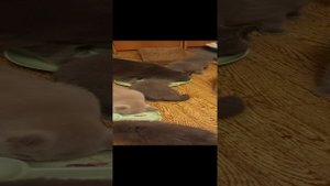 Кормление котят.