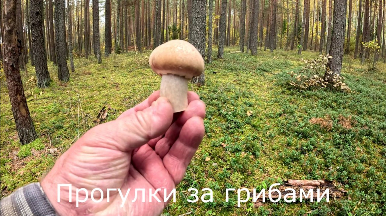 Прогулки за грибами.  Собираю последние цыганки по всем местам.