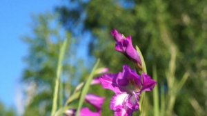 Дикие гладиолусы.