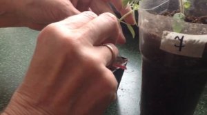 #Прививка томата 2021