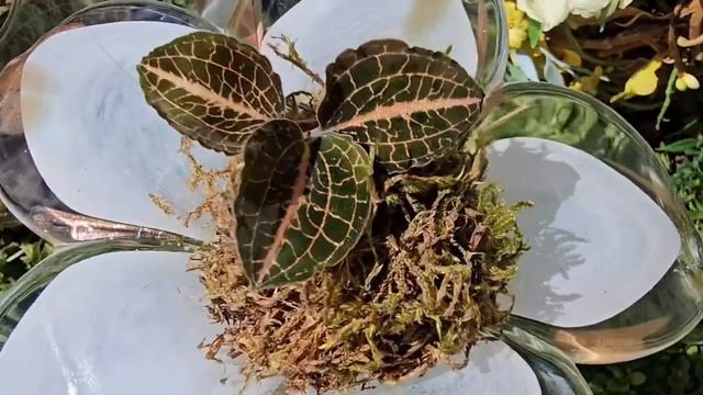 1Д. Орхидеи Драгоценные. Создание флорариума / Orchid Jewel. Creation of a florarium