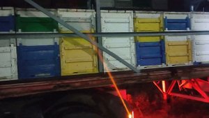 Пчёлы! перевозка прицепа! вся процедура подготовки сцепки машины с прицепом