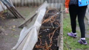 Обработка железным купоросом на зиму