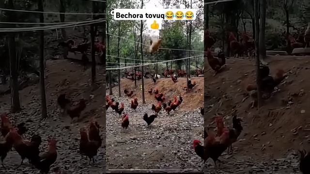 Ой не женюсь я.