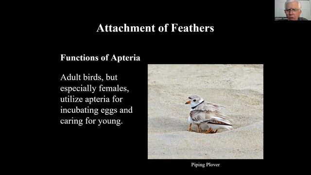 Introduction to Ornithology with Bill Gette: Feathers