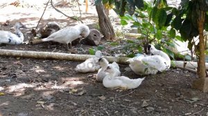 Duck Preening Feathers Cinemagraph - PowerPoint Creatives Singapore