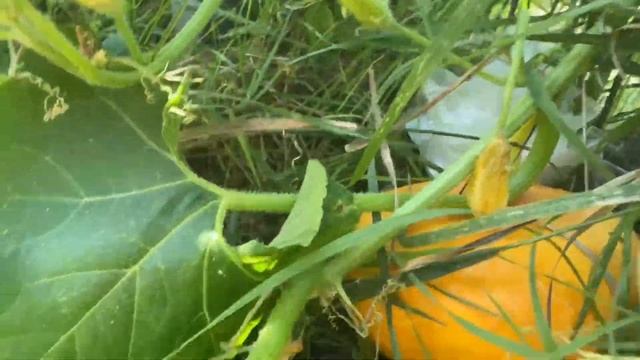 Тыква декоративная Красная шапочка - расти шляпка! смотреть онлайн