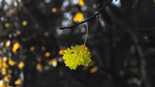 Вечерняя медитация | Онлайн марафон Мужские архетипы