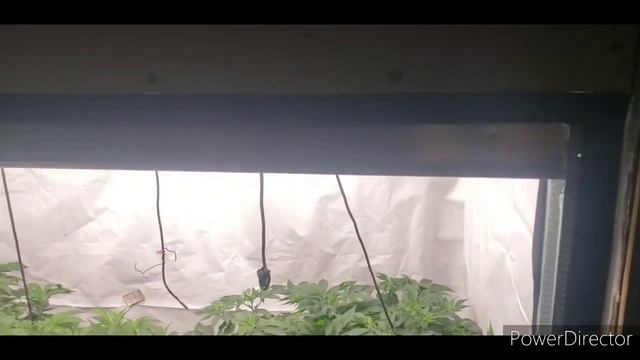Mars Hydro FC3000 grow journal/autopots/dosi breath/chiquita banana @Mars Hydro смотреть онлайн