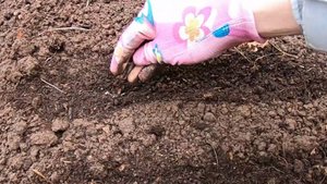 Что посеять под зиму? Посейте эти овощи и зелень для раннего урожая!