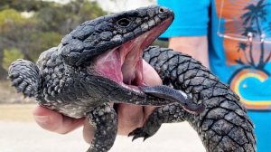 Короткохвостый сцинк: Дорожит своим хвостом как бесценным сокровищем