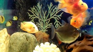 Арована,попугаи,фронтозы,и т.д. 2016