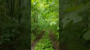 Уаз буханка по лесу с прицепом на бездорожье.