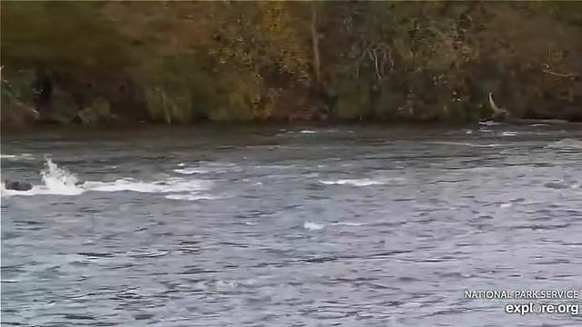 Медвежонок следит за мамой-как только мама поймала- он бегом к ней#Alaska 2023 смотреть онлайн