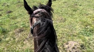 Выгнали бычков-осеменителей| Обзор мясных коров| Телки-коровы на продажу