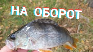 ВОТ ОНА🎣 ГОНЯЛА МАЛЬКА! ОКУНЬ НА ЖИВЦА!