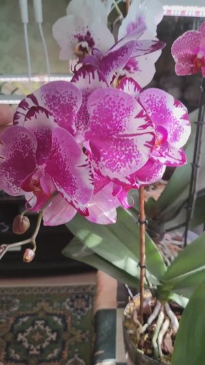 Обзор цветущих орхидей моей коллекции на 18.09.2024.
