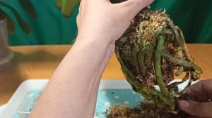 Орхидея во мхе.