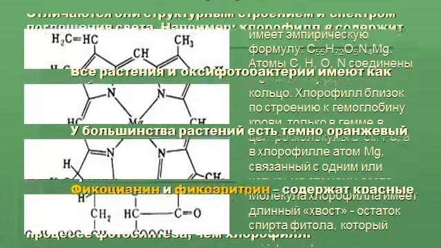Презентация Фотосистемы и тепловая фаза фотосинтеза