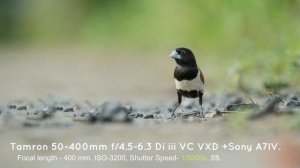Tamron 50-400mm Lens Review: Best Zoom lens for Sony? | Sony A7 IV | Wildlife Photography in India.