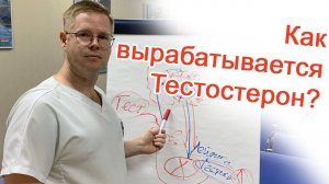 Как вырабатывается Тестостерон? / Доктор Черепанов