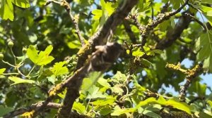 Эндирей природа…