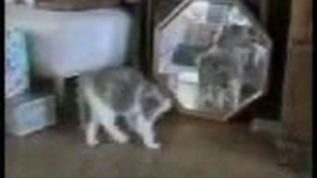 Забавные коты