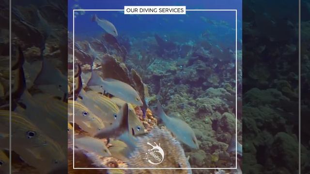 Cancun Scuba Dive 2021. divePro Cancun diving смотреть онлайн