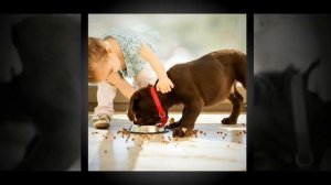 Не дразните собак, не гоняйте кошек