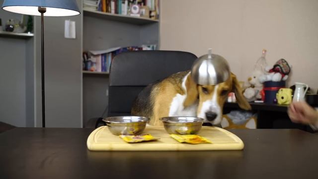 КАКОЕ МЯСО ВЫБЕРЕТ КОШКА - СЫРОЕ, ЖАРЕНОЕ ИЛИ ВАРЕНОЕ__Full-HD