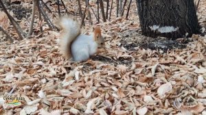 Омская белка кушает грецкий орех из Сукко