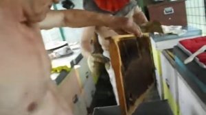 Откачка мёда в павильоне