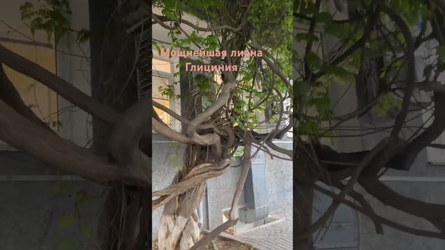 Многолетняя Глициния смотреть онлайн