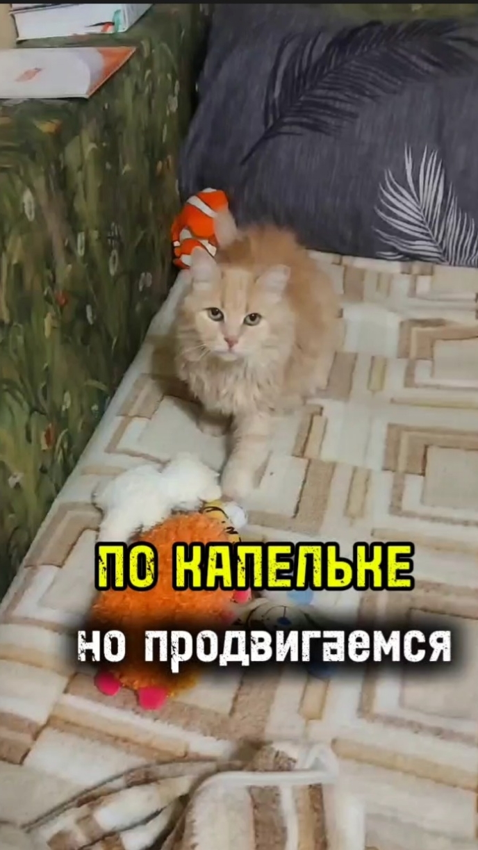 Пошел пятый месяц контакта 😁 #овполякова