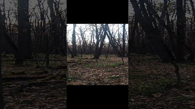 лес .осень .2024 . тропинки