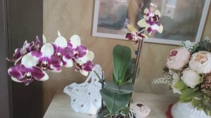 Орхидея фаленопсис Anthura Catania. 19.09.2024 г