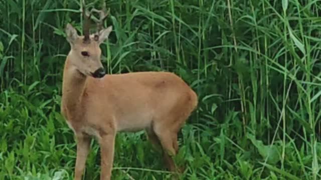 Трапеза молодого оленя.