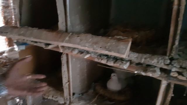 Pigeons Breeding Tips Care Treatments Proper Guideline / Fancy Pigeon Breeding Farm. смотреть онлайн