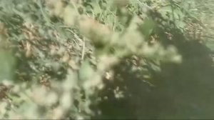 абзор на растения